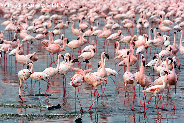 Lesser Flamingo g28-13-007.jpg